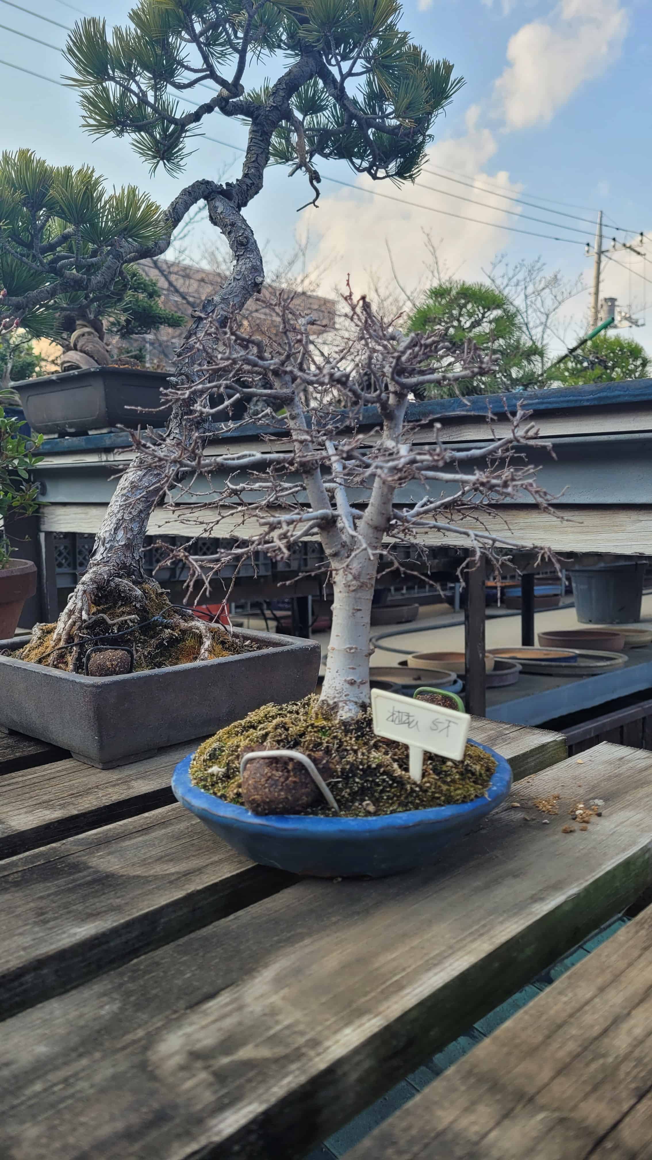 A maple bonsai tree from kobayashi in Japan